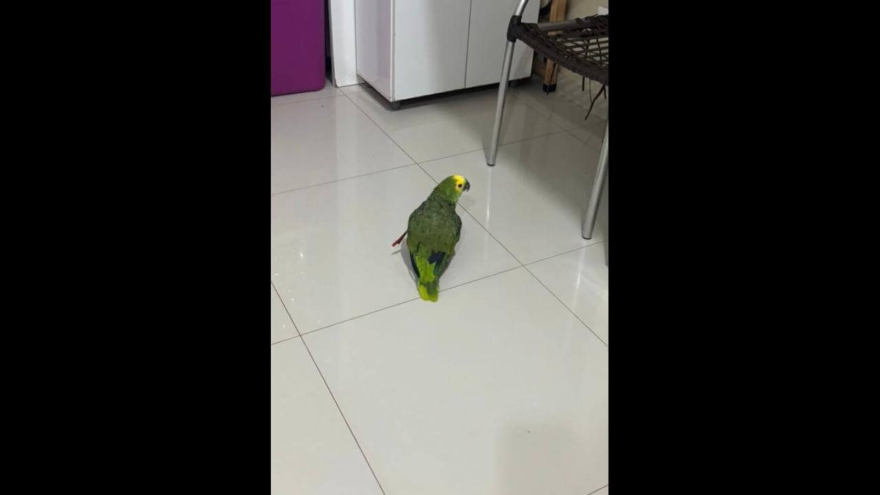 Papagaio Loro desapareceu no bairro São Cristóvão
