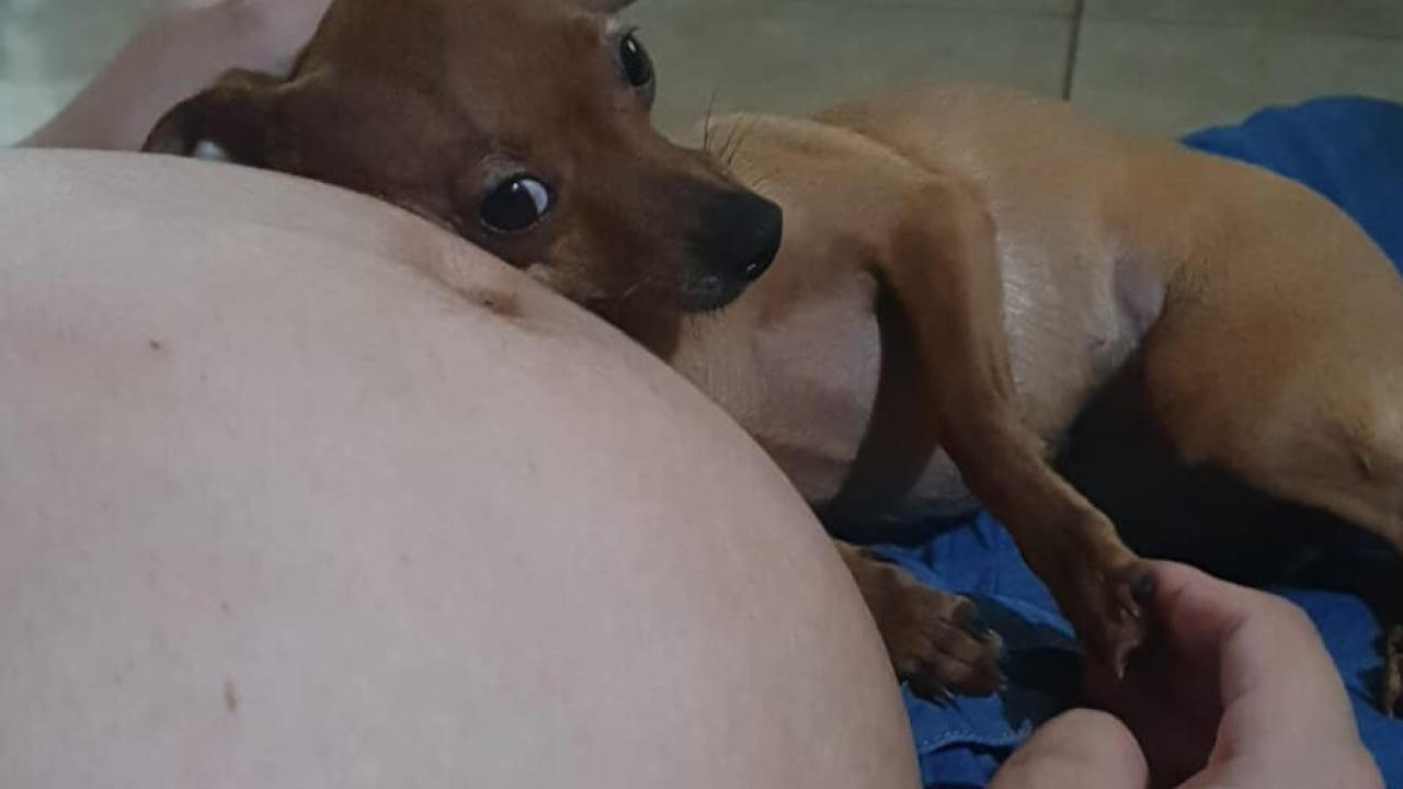 Cachorra Minie desapareceu no bairro Nova Cidade