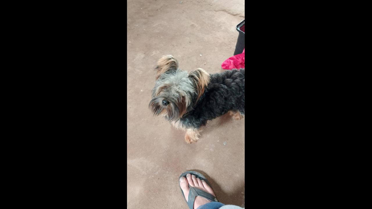 Cachorro desapareceu no bairro Brasmadeira