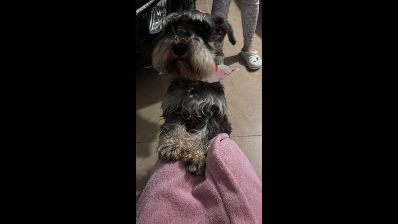 Cachorra é encontrada no bairro Neva