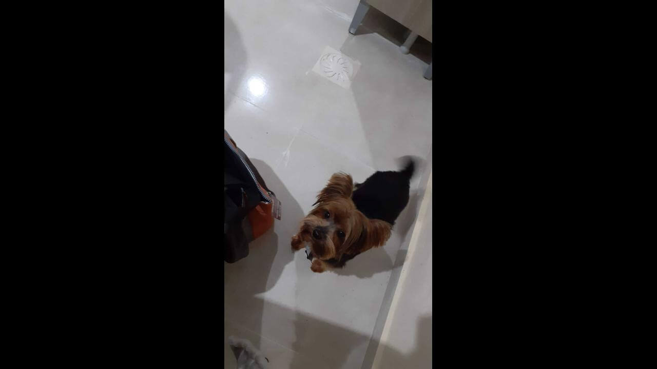 Cachorro Fred desapareceu no bairro Esmeralda