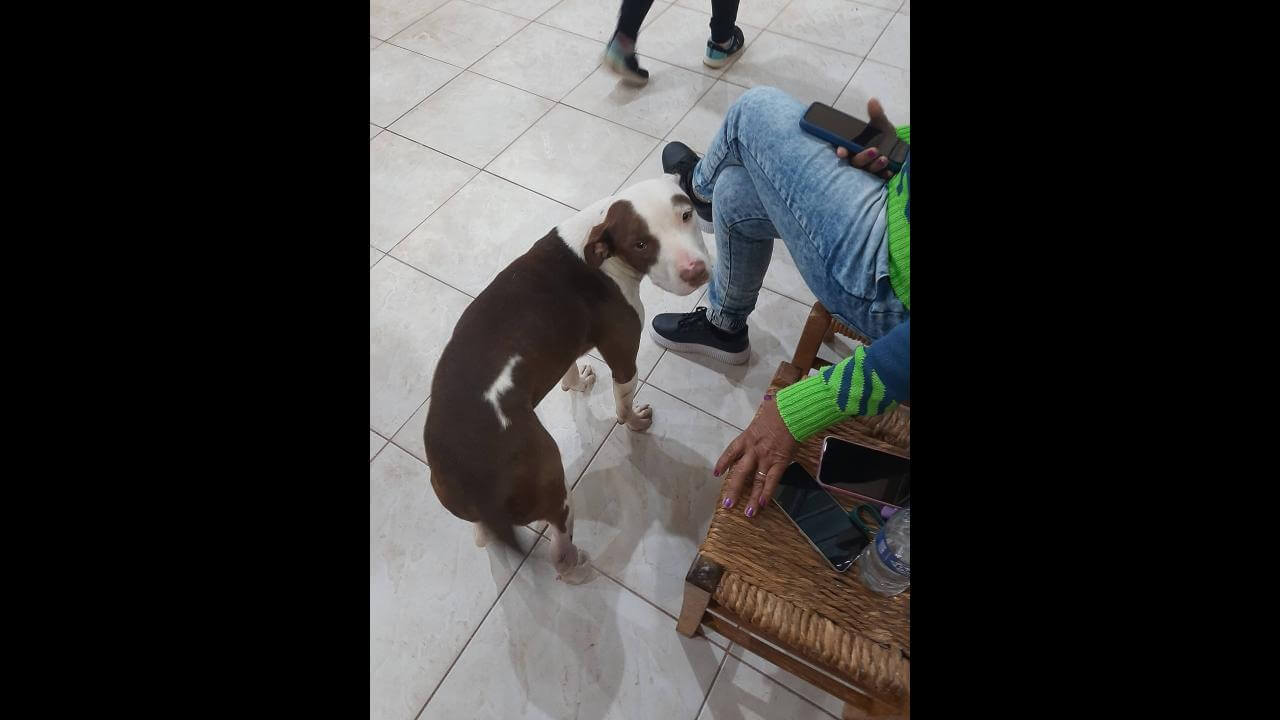Cachorro é encontrado no bairro Periolo
