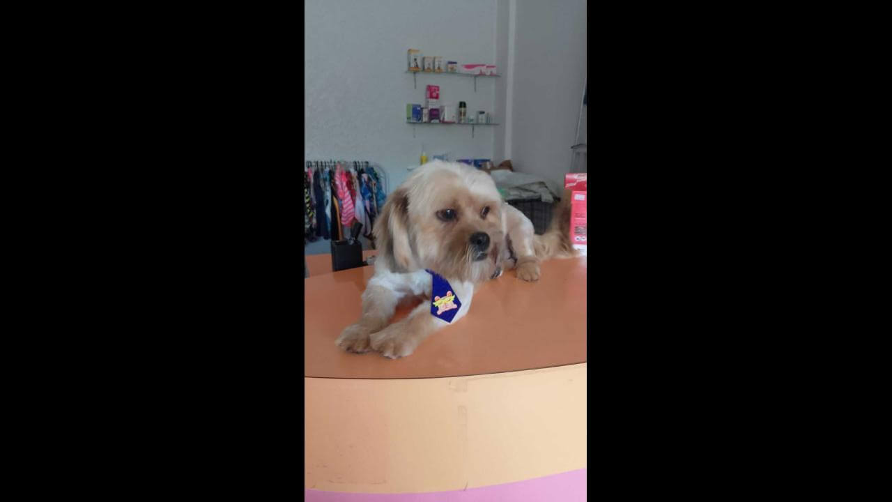 Cachorro Serelepe desapareceu no bairro São Cristóvão