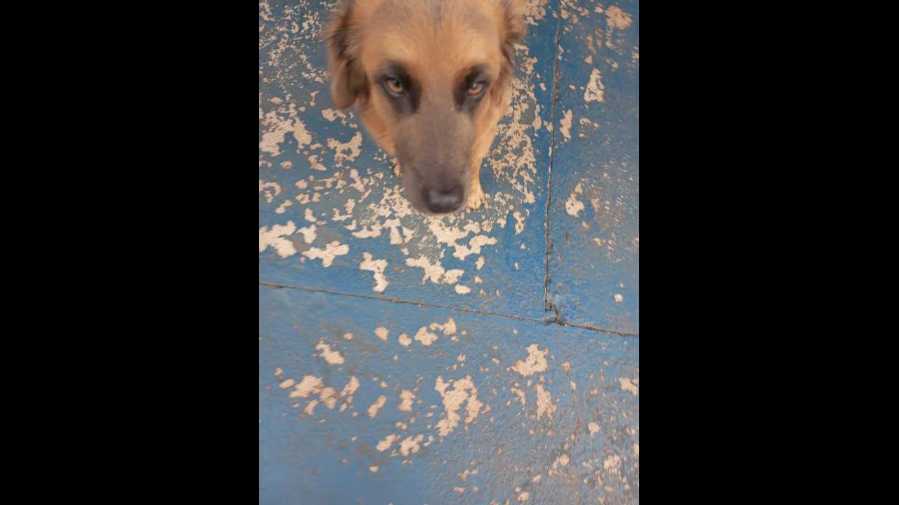 Cachorro é encontrado no bairro Região do Lago