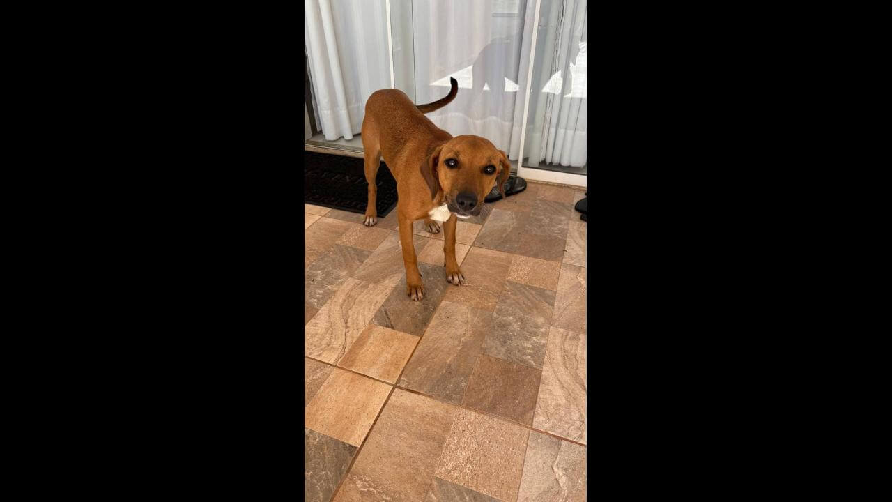 Cachorra é encontrada na rodovia BR 277