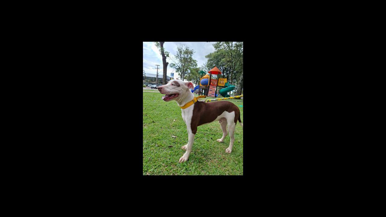 Cachorro Pia desapareceu no bairro Cataratas