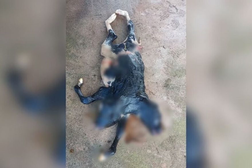 Bizarro: bezerra com duas cabeças nasce em São Miguel 