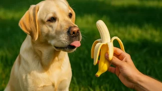 Pode dar banana para cachorro? Veja os prós e contras e mais 6 alimentos que surpreendem