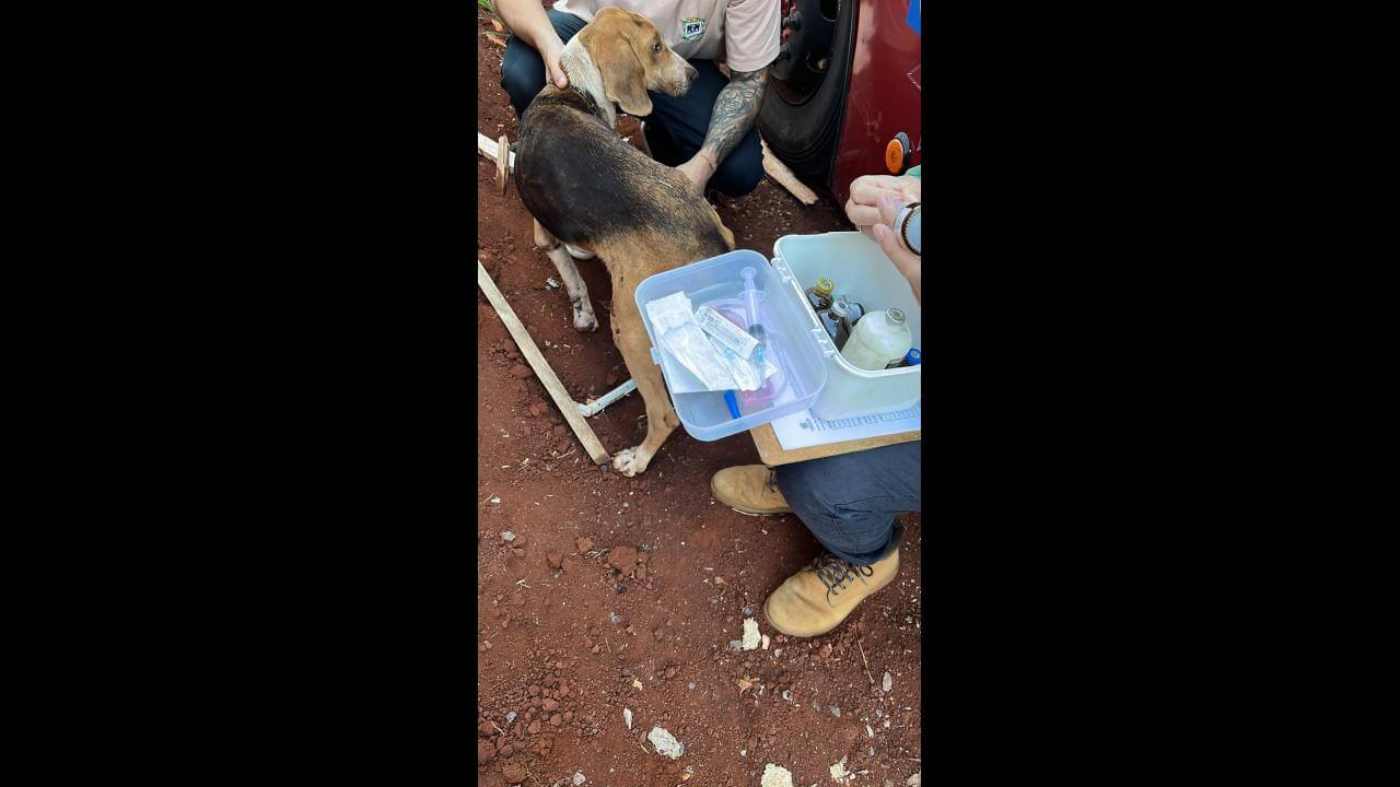 Cachorra é encontrada no bairro Brasília