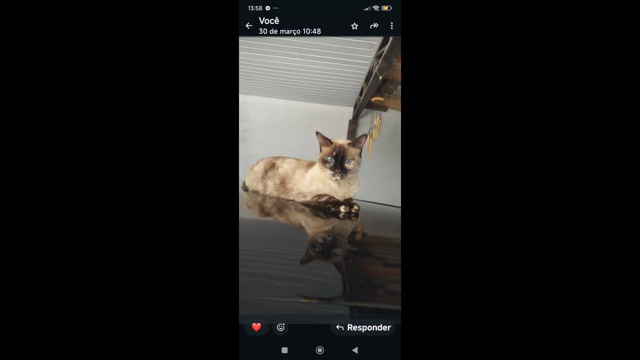 Gata Cristina desapareceu no bairro Cascavel Velho