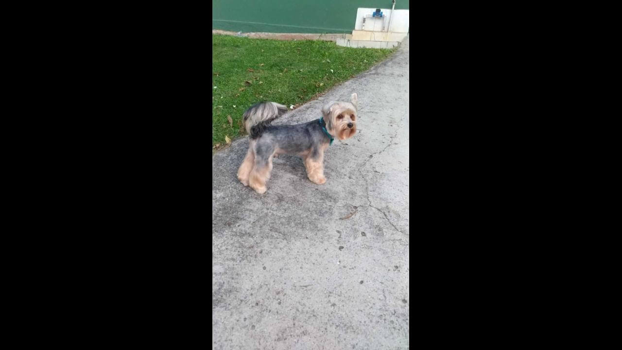 Cachorro desapareceu no bairro Brasília