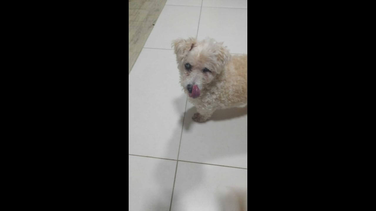 Cachorra Anusha desapareceu no bairro Brasília Cachorra Anusha desapareceu no bairro Brasília