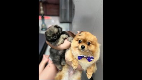 Cachorro desapareceu no bairro Parque Verde Imagem referente a Cachorro desapareceu no bairro Parque Verde