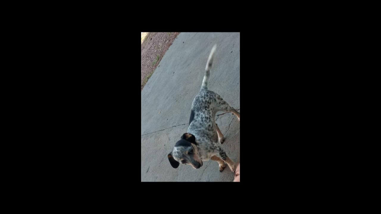 Cachorra Belinha desapareceu no bairro Cataratas Cachorra Belinha desapareceu no bairro Cataratas