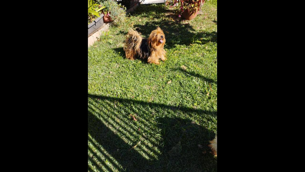 Cachorro é encontrado no bairro Parque São Paulo Cachorro é encontrado no bairro Parque São Paulo