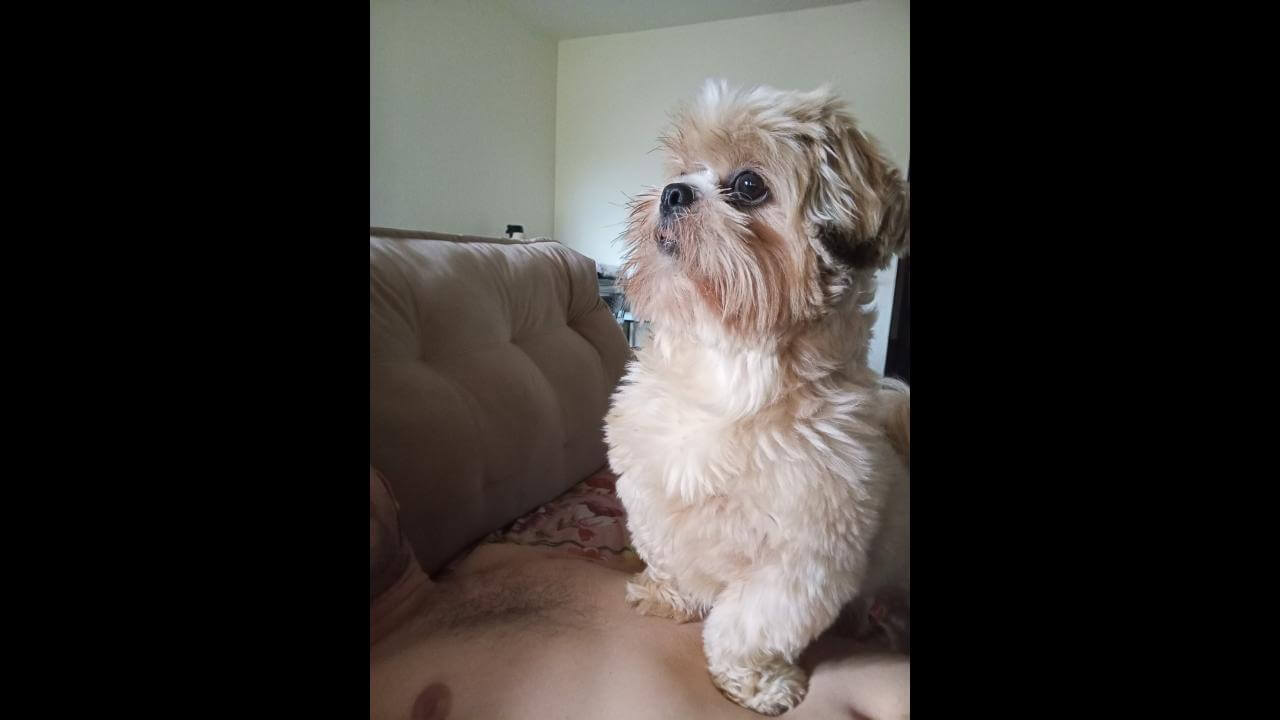 Cachorro Jhofer Nelson desapareceu no bairro Parque São Paulo Cachorro Jhofer Nelson desapareceu no bairro Parque São Paulo