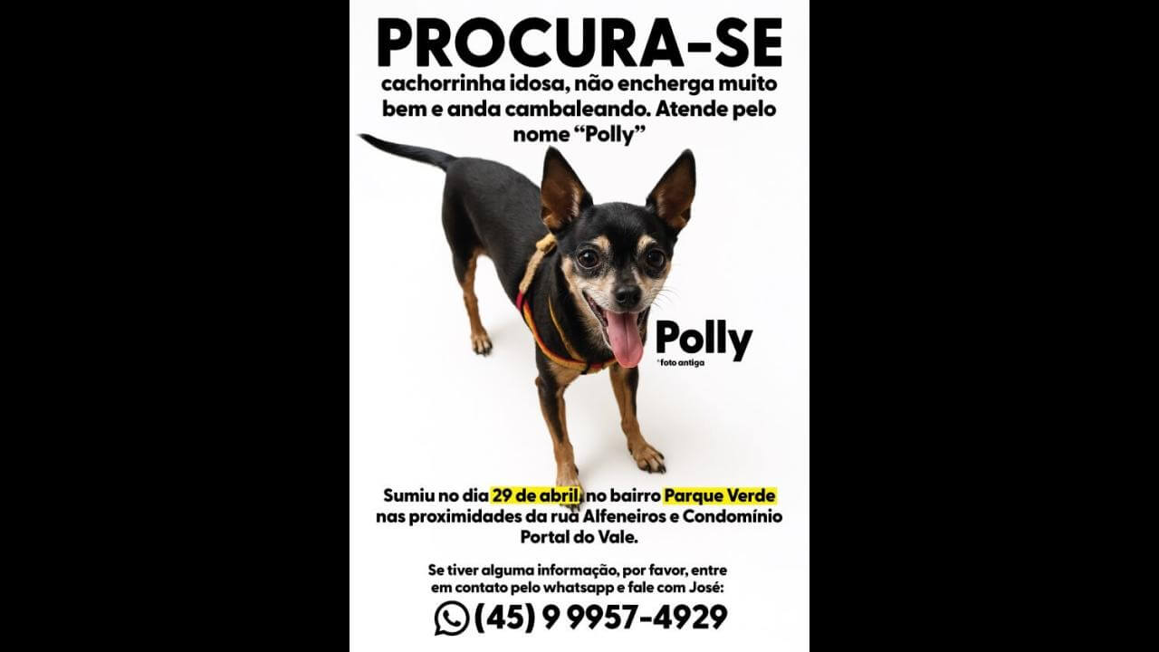 Cachorra Polly desapareceu no bairro Parque Verde Cachorra Polly desapareceu no bairro Parque Verde