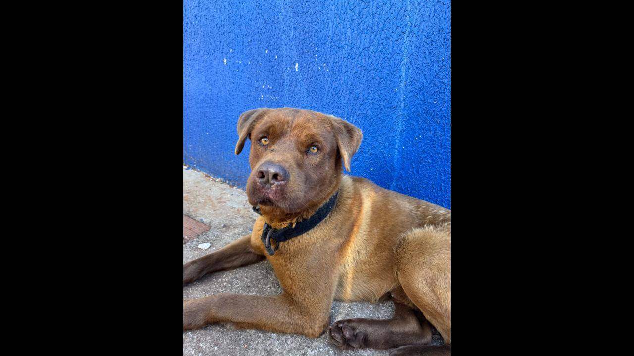 Cachorro é encontrado no bairro Claudete Cachorro é encontrado no bairro Claudete
