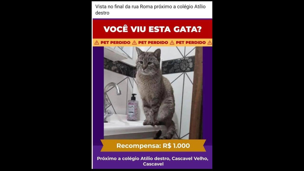 Gata Mima desapareceu no bairro Cascavel Velho Gata Mima desapareceu no bairro Cascavel Velho