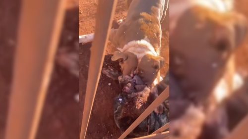 Imagens perturbadoras mostram pitbull atacando outro cachorro em terreno fechado em Cascavel Imagem referente a Imagens perturbadoras mostram pitbull atacando outro cachorro em terreno fechado em Cascavel
