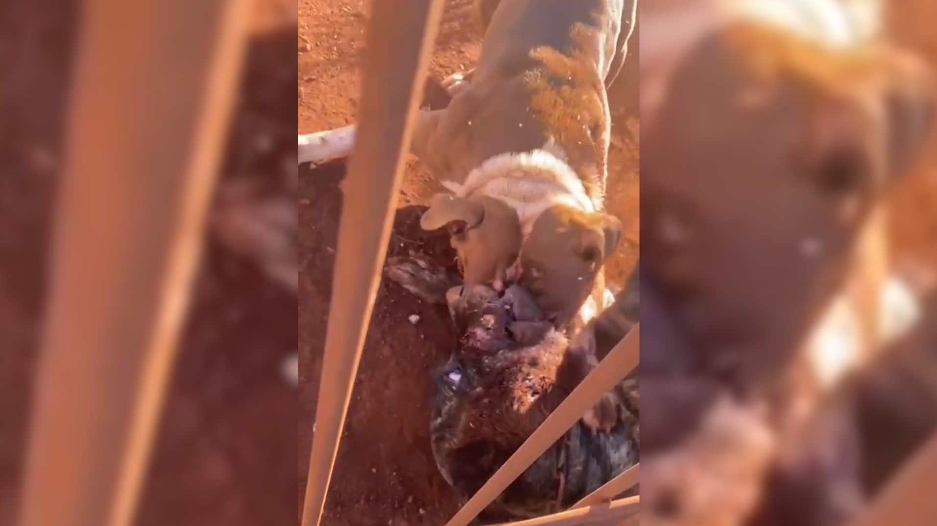 Imagens perturbadoras mostram pitbull atacando outro cachorro em terreno fechado em Cascavel Imagens perturbadoras mostram pitbull atacando outro cachorro em terreno fechado em Cascavel