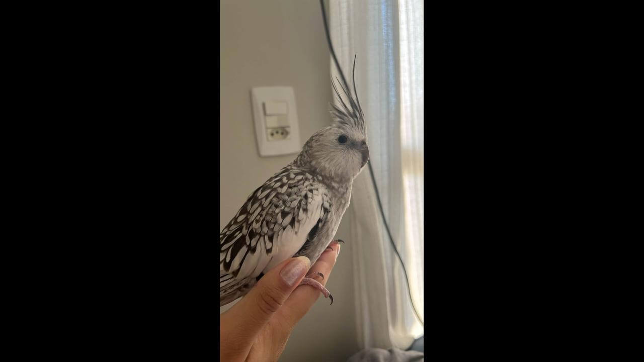 Calopsita é encontrado no bairro Canadá