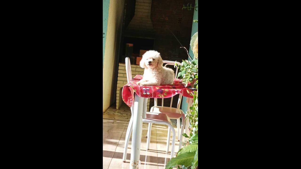 Cachorro Dunga desapareceu no bairro Pioneiros Catarinenses