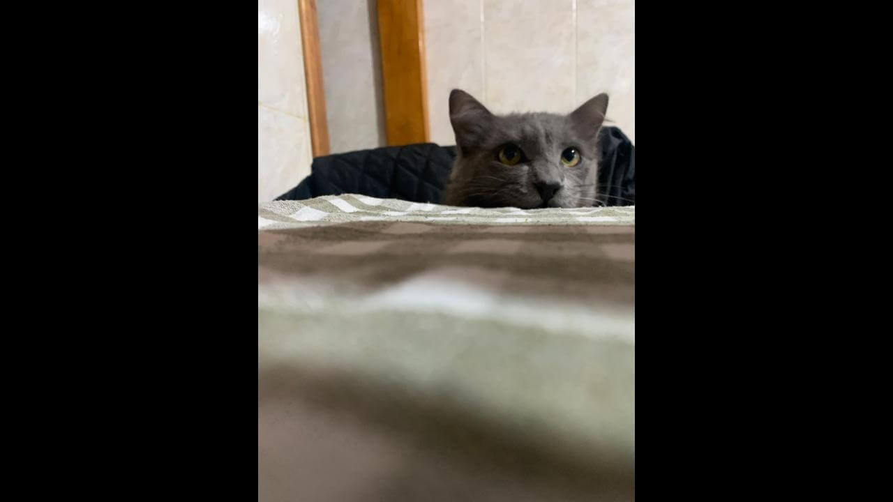 Gato Taz desapareceu no bairro Cancelli