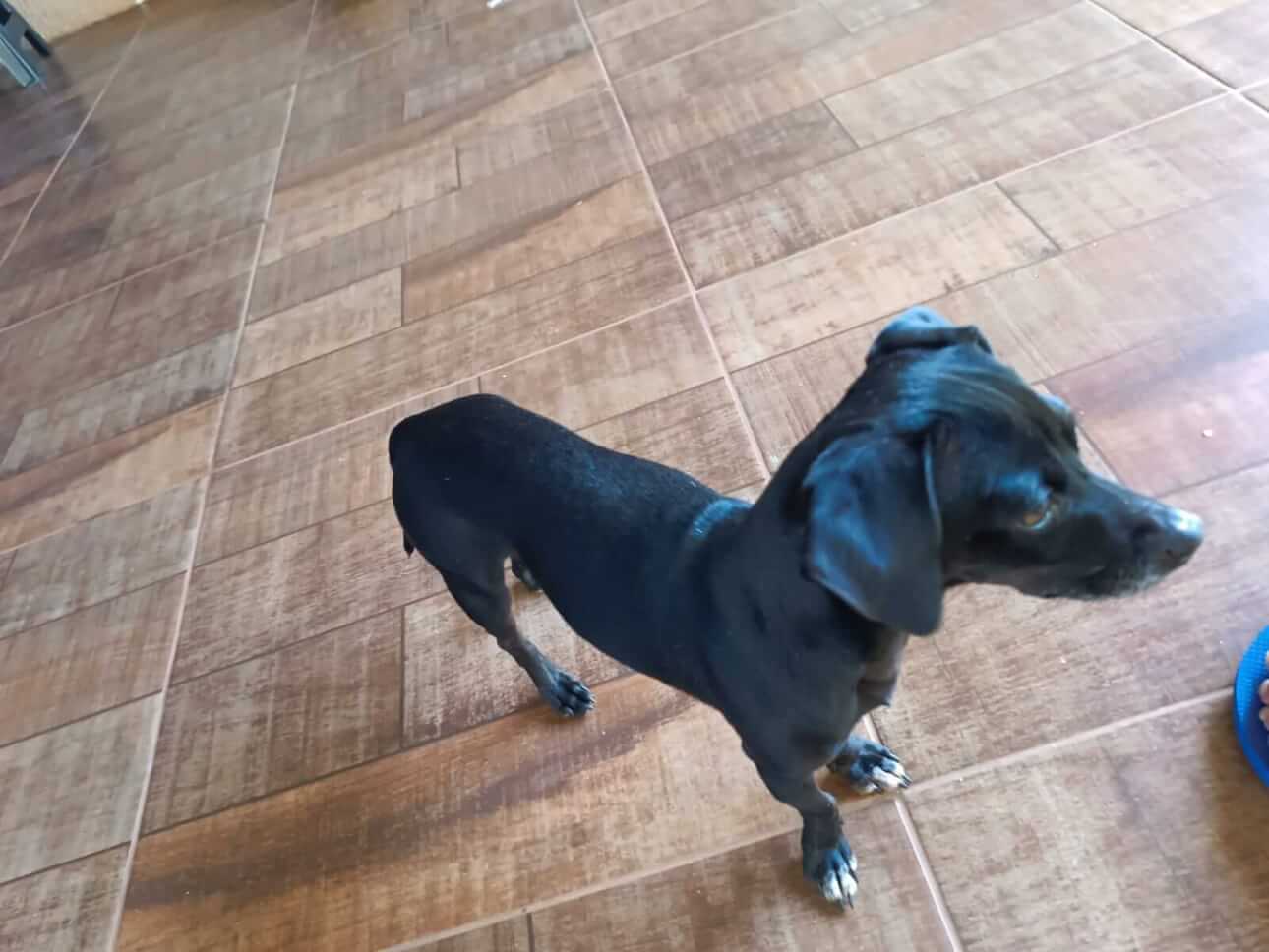 Cachorro Café desapareceu no bairro Santa Cruz
