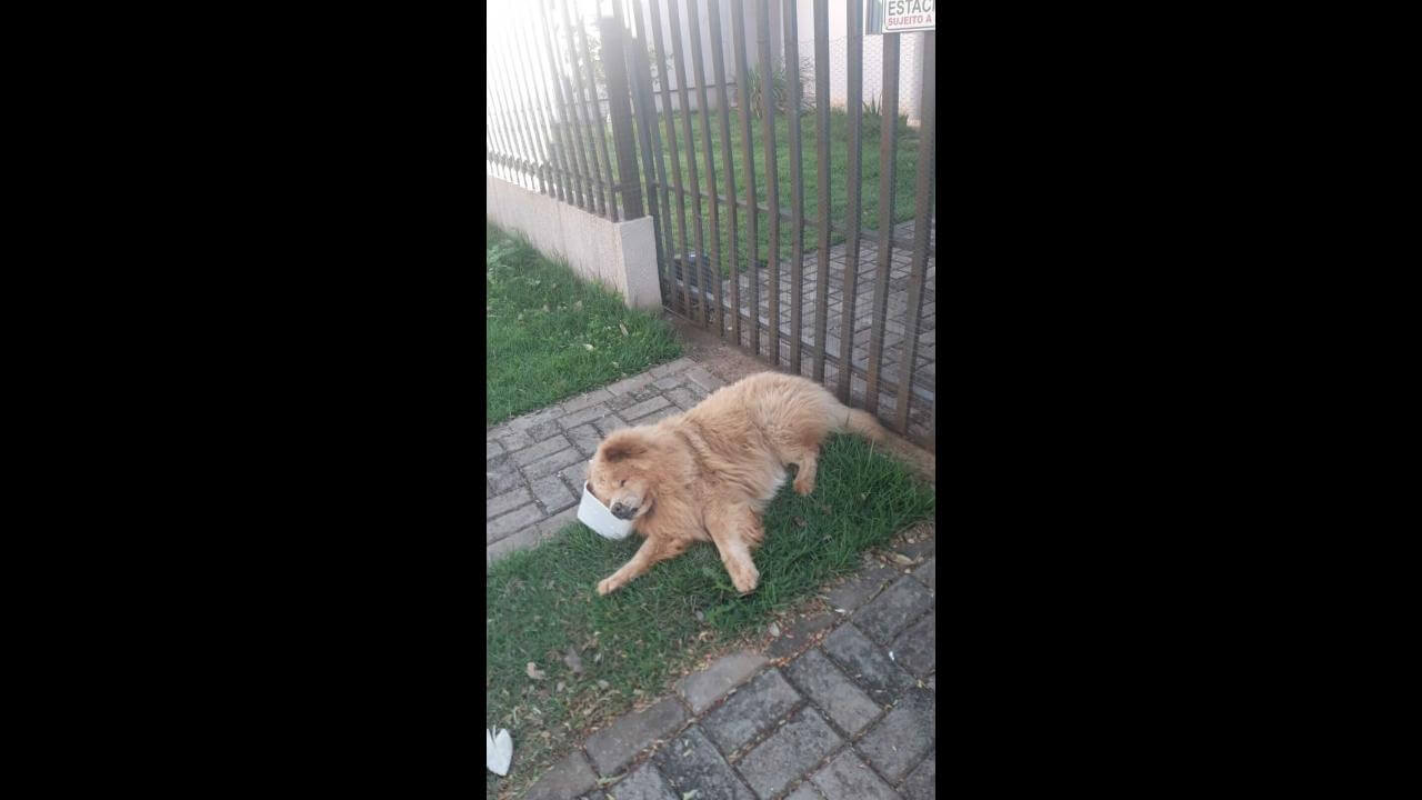 Cachorro é encontrado no bairro Centro