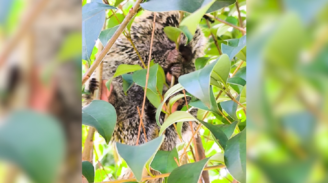 Porco espinho é encontrado em residência no Bairro São Cristóvão