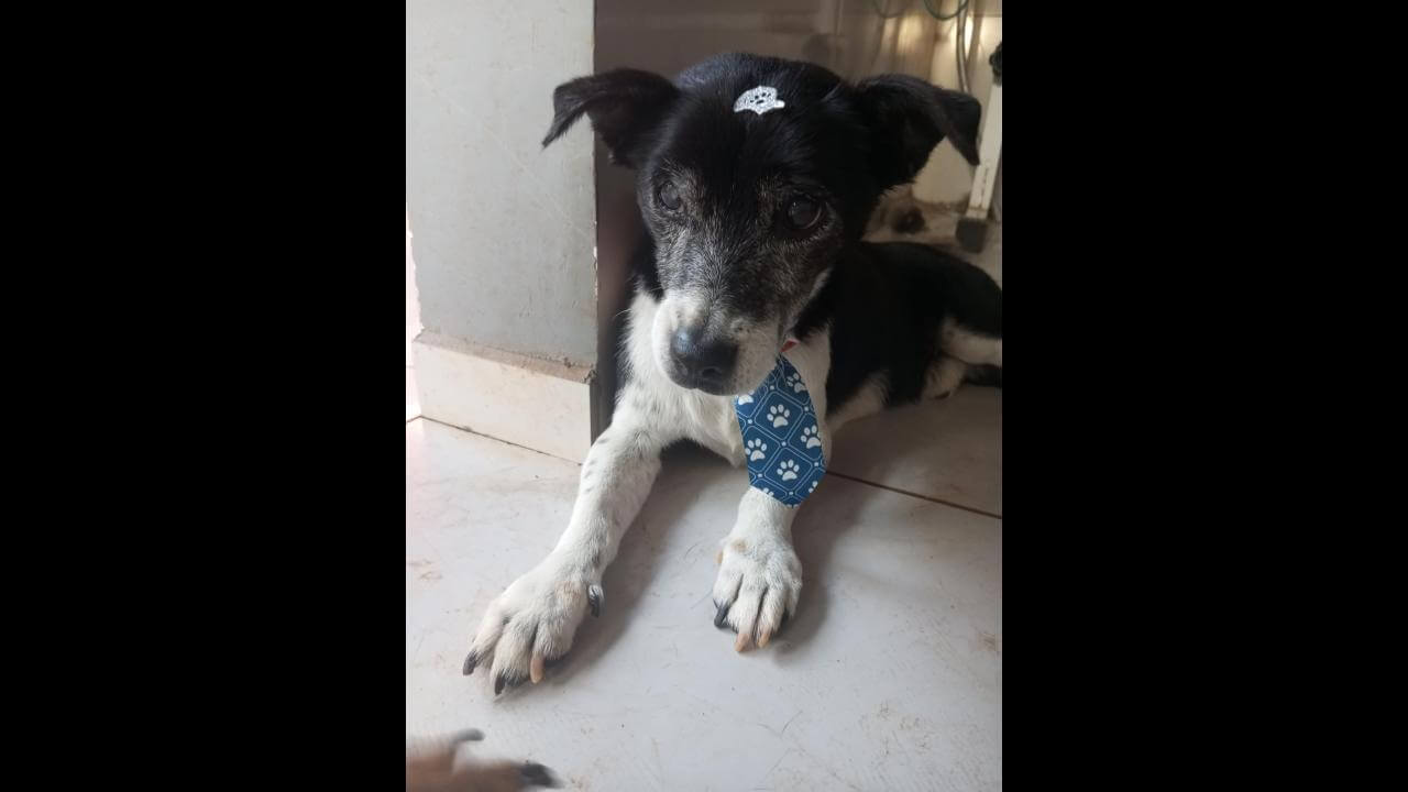 Cachorro é encontrado no bairro Alto Alegre