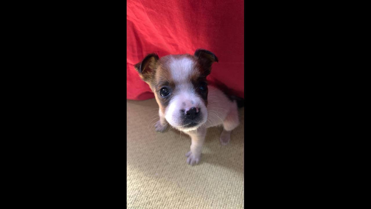 Cachorra é encontrada no bairro Universitário