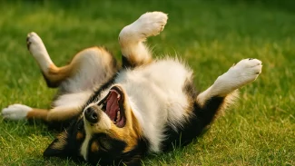 O que significa quando o cachorro deita de barriga para cima: entenda esse comportamento afetuoso