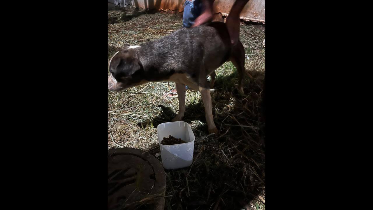 Cachorro é encontrado no bairro Santa Cruz