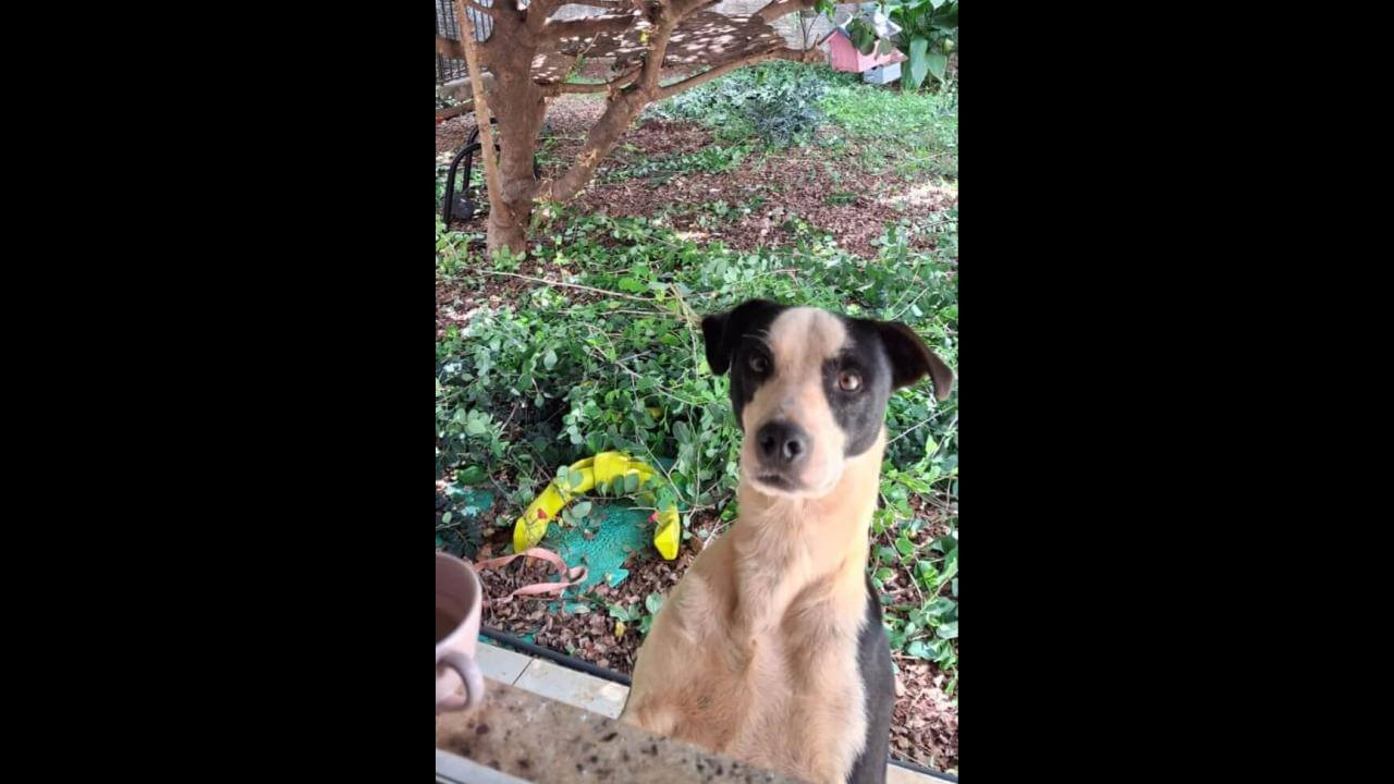 Cachorro Crioulo desapareceu no bairro Cancelli