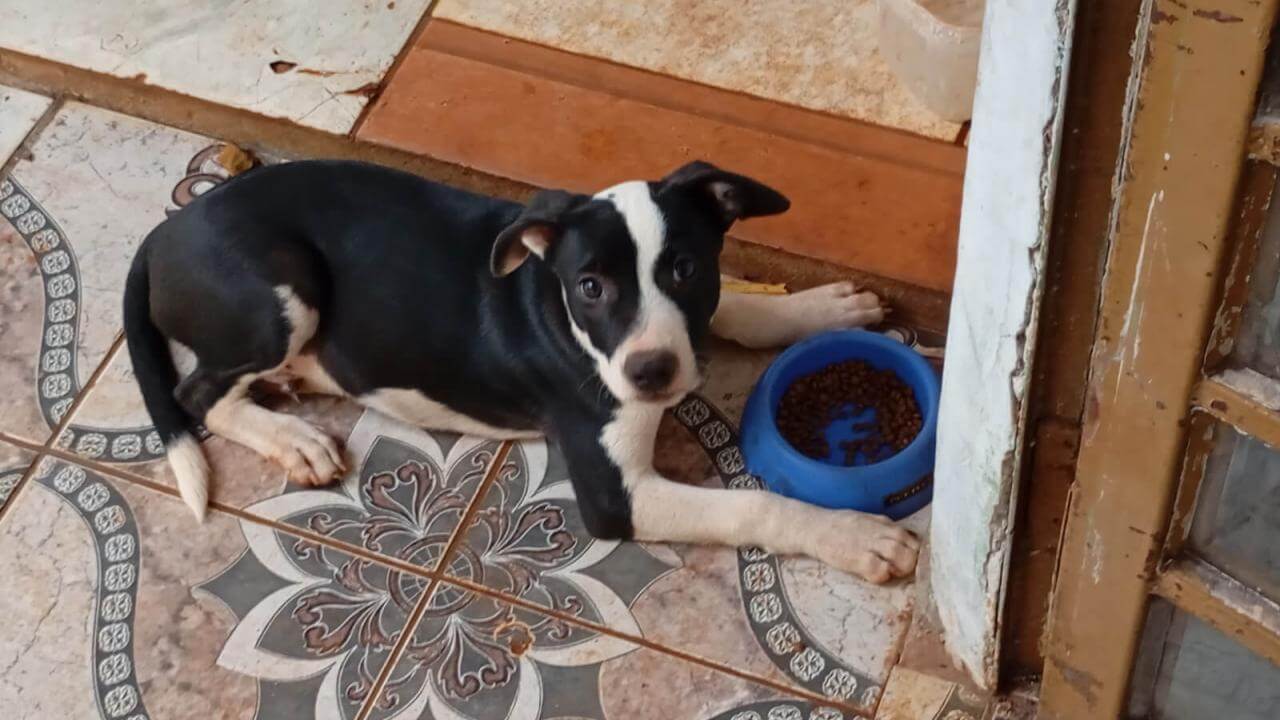 Cachorro Scott desapareceu no bairro Esmeralda