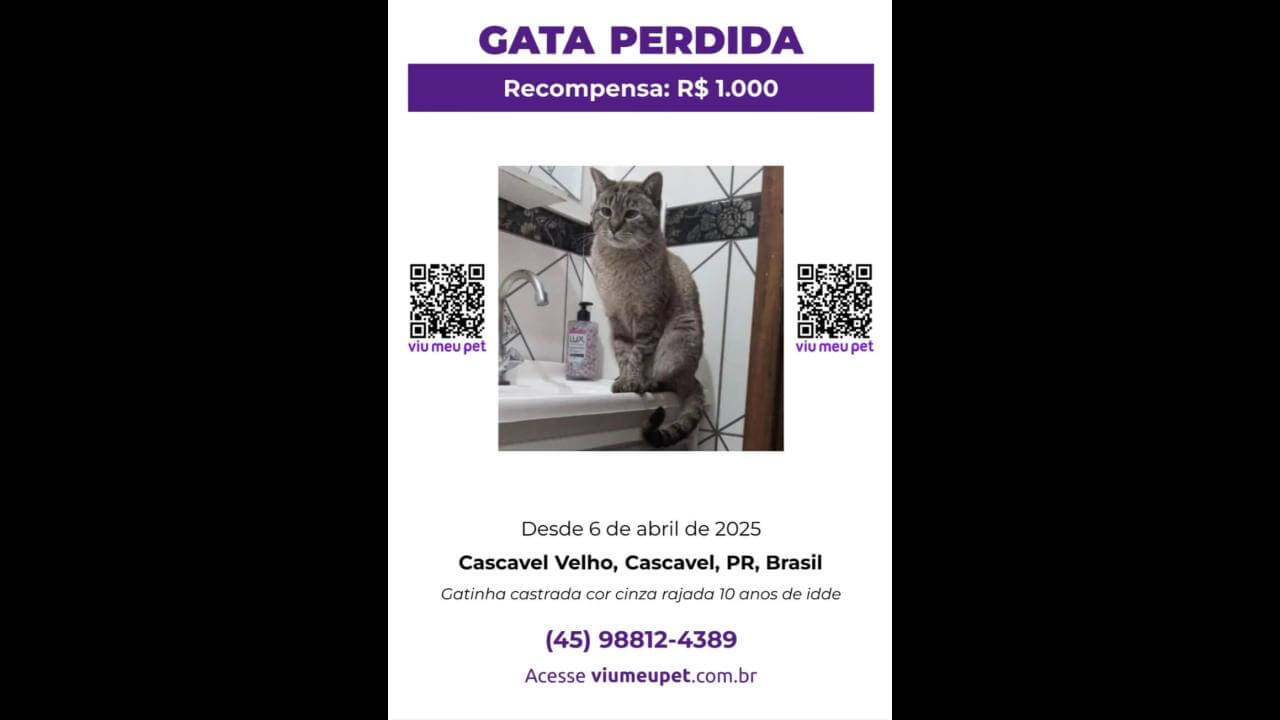 Gata Mima desapareceu no bairro Cascavel Velho