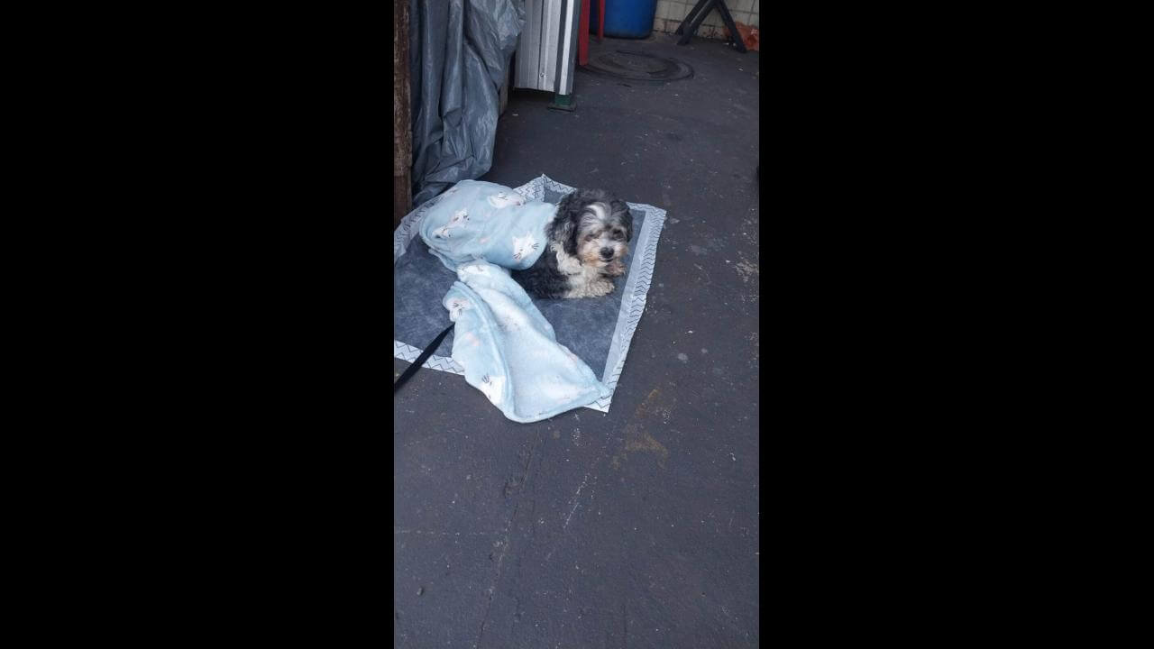 Cachorro é encontrado no bairro Cataratas