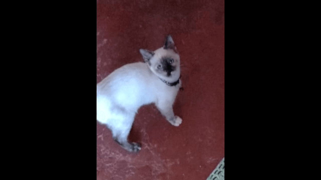 Gata Marcelina desapareceu no bairro Santa Cruz
