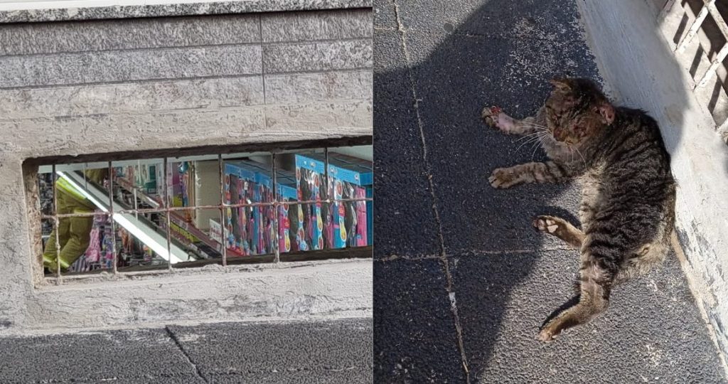 Gato invade depósito de empresa na Av. Brasil, fica “preso” e Bombeiros são chamados