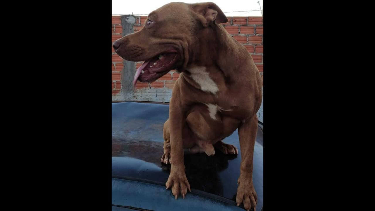Cachorro Zeus desapareceu no bairro Jardim Veneza