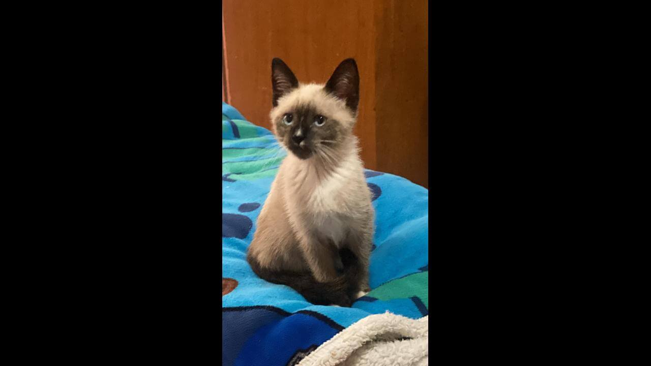 Gata Areia desapareceu no bairro Universitário