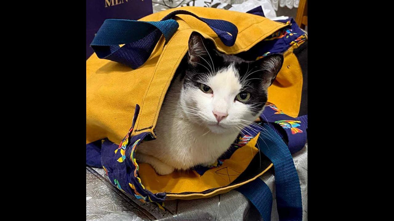 Gato desapareceu no bairro Alto Alegre
