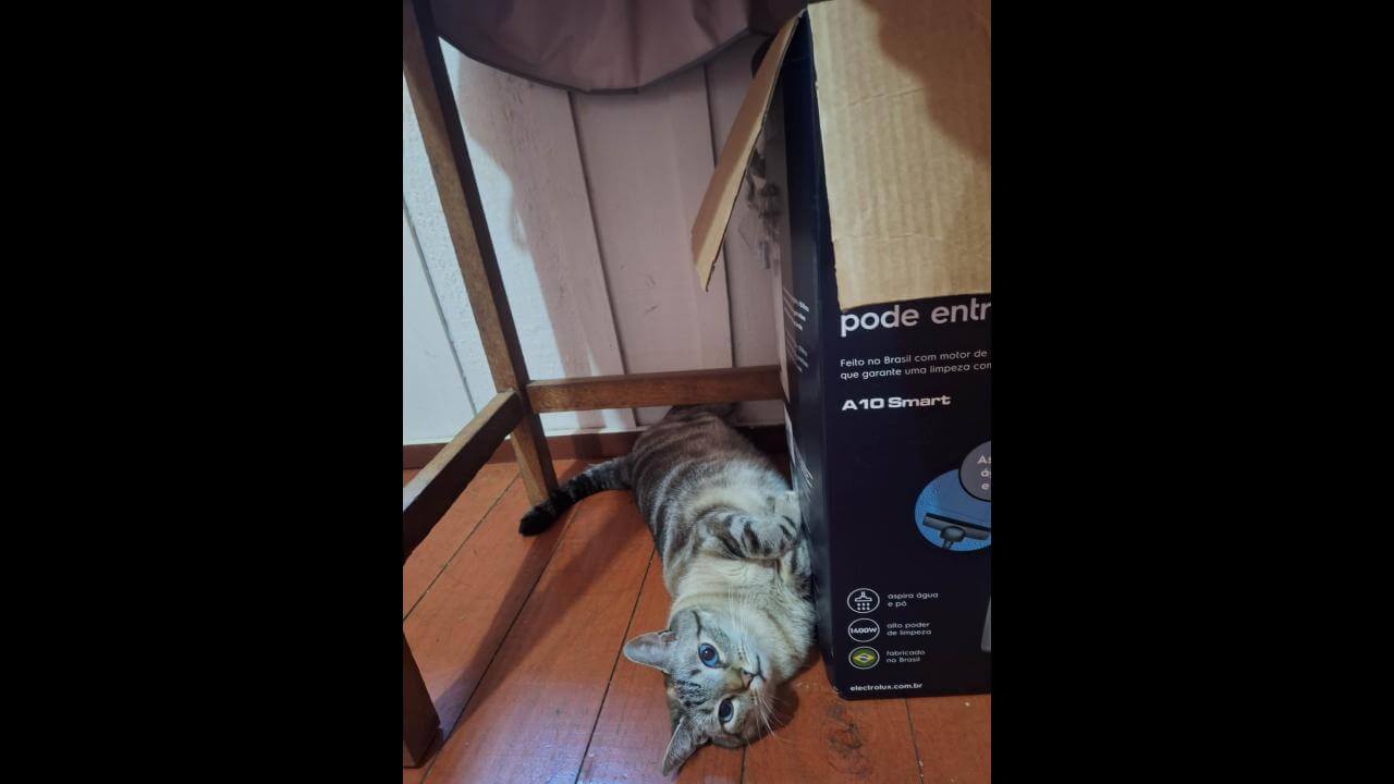 Gato Dimmy desapareceu no bairro Barcelona