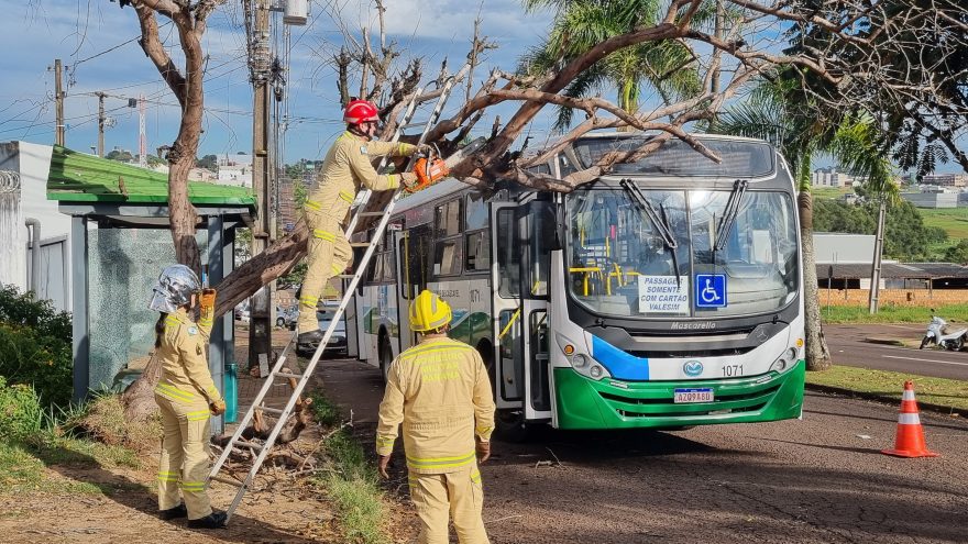 Bombeiros são acionados para cortarem árvore que caiu em ônibus no Coqueiral