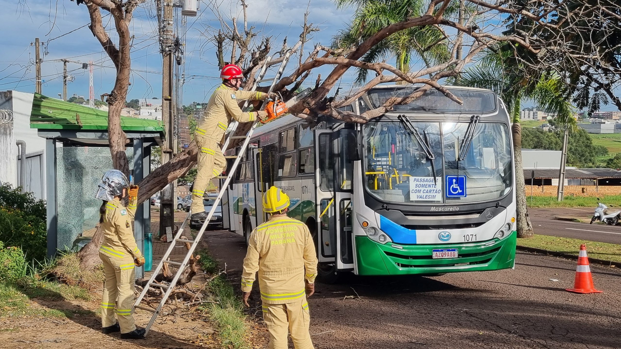 Bombeiros são acionados para cortarem árvore que caiu em ônibus no Coqueiral