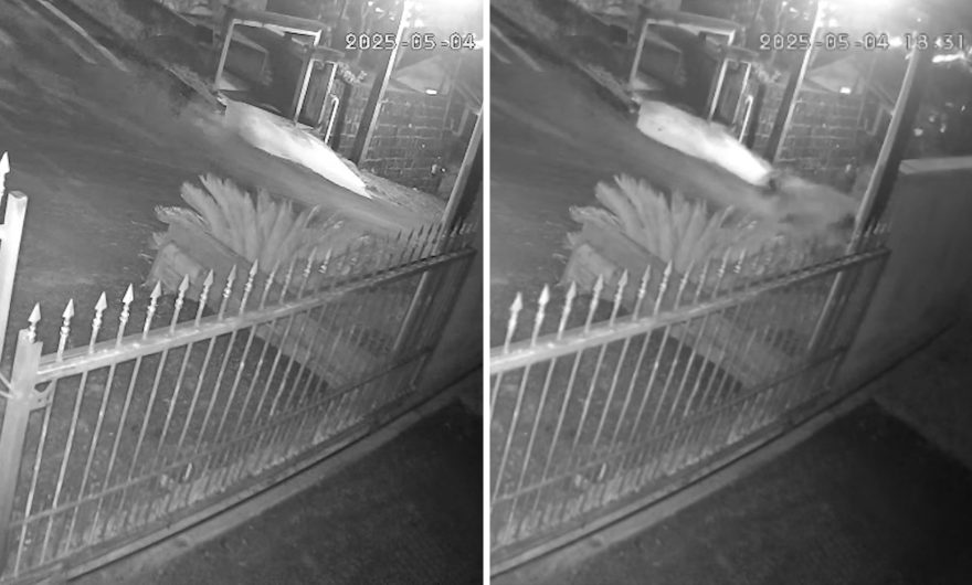 Alta velocidade: Vídeo mostra forte colisão que matou criança a bordo de bicicleta sem freio