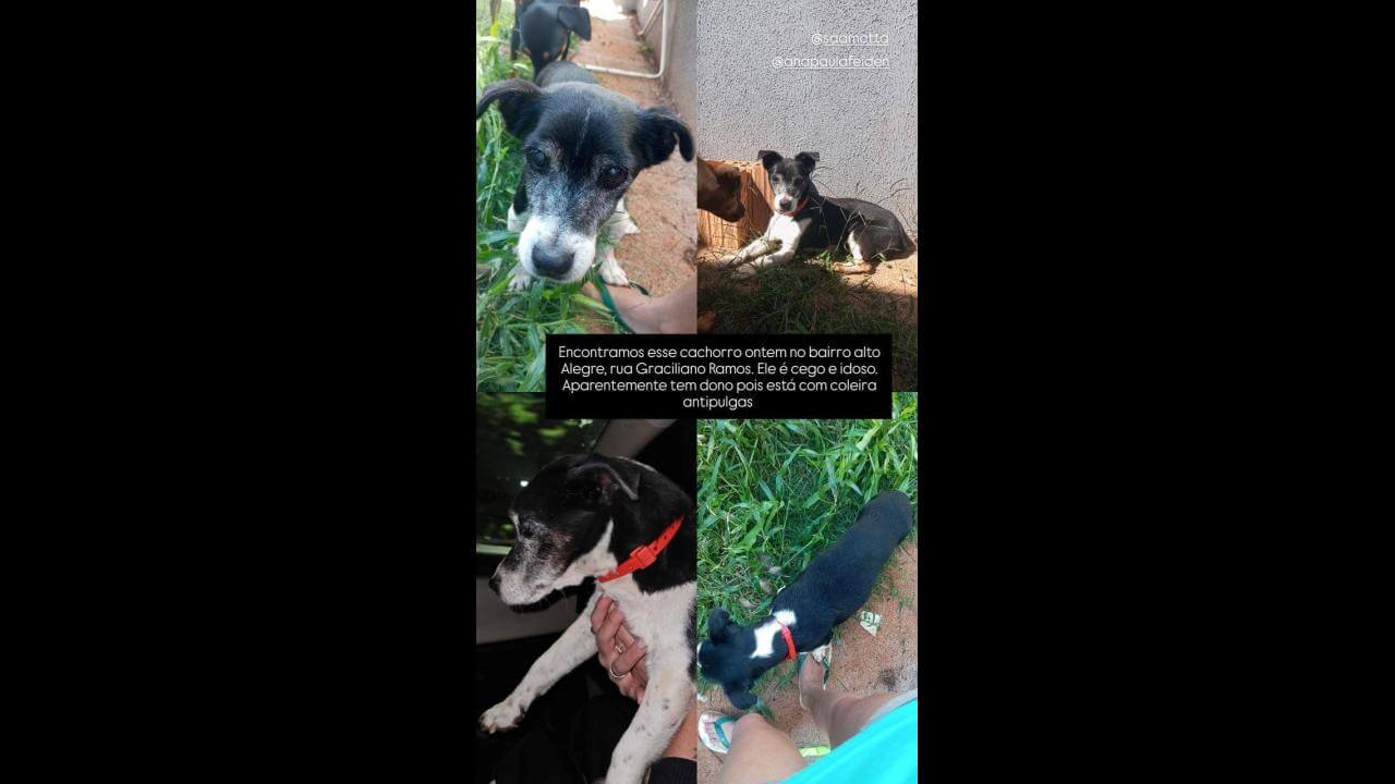 Cachorro é encontrado no bairro Alto Alegre Cachorro é encontrado no bairro Alto Alegre