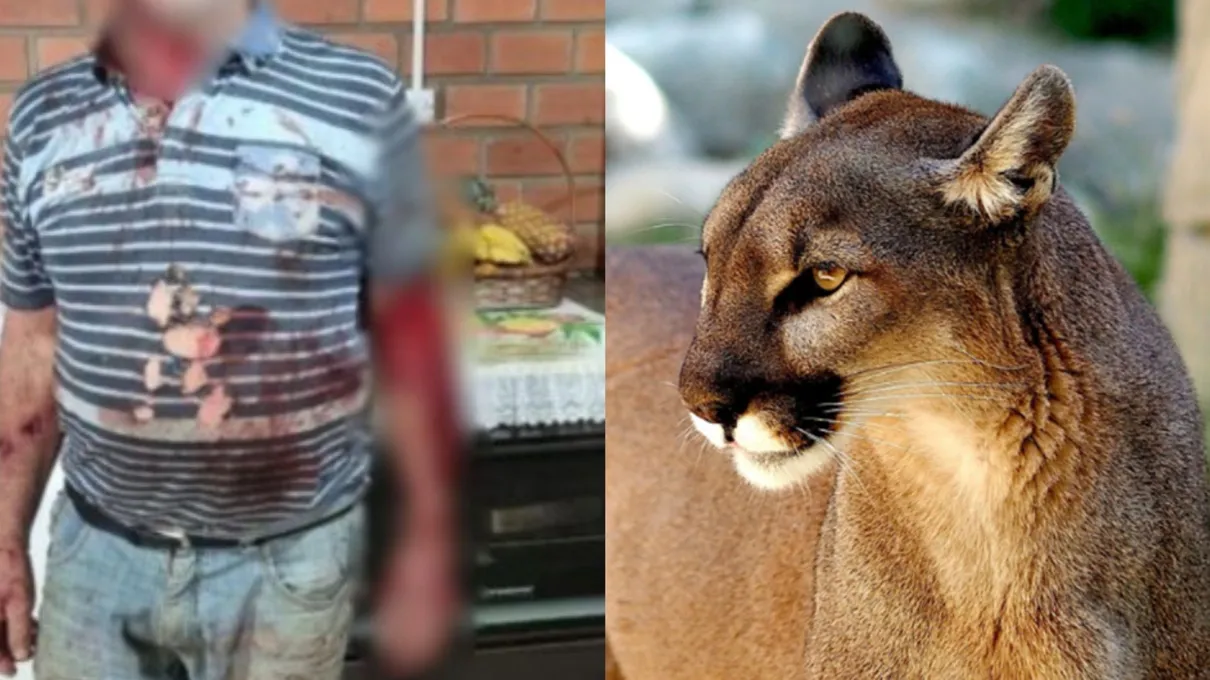 Mais um ataque: Agricultor afirma que enfrentou onça-parda e mostra ferimentos provocados por animal Mais um ataque: Agricultor afirma que enfrentou onça-parda e mostra ferimentos provocados por animal